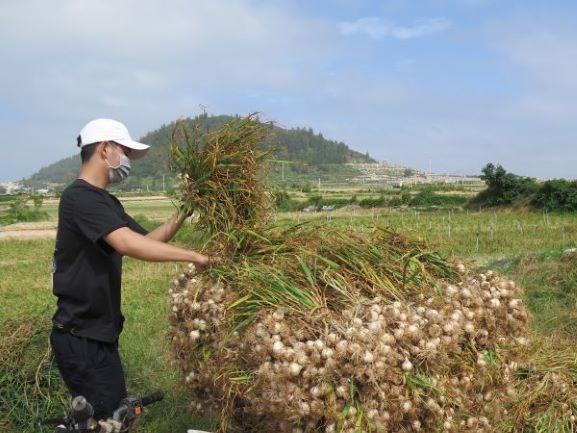 Làm gì để tỏi Lý Sơn không bị đánh tráo ở “vương quốc” tỏi (5/6/2020)